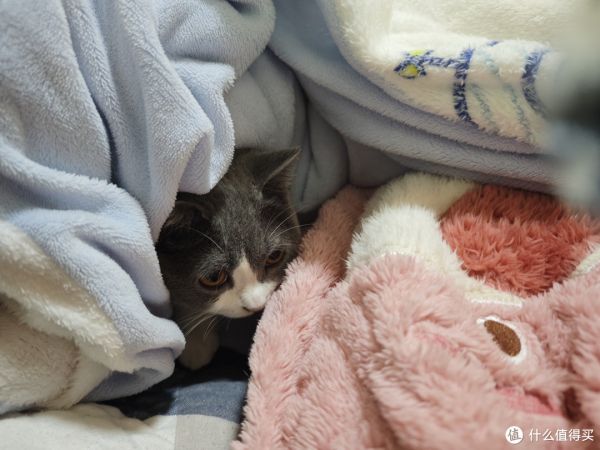 养小猫需要提前注意什么？
