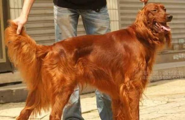 川东猎犬饲养全攻略（以宠物为主，让你的川东猎犬健康快乐）