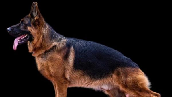 川东猎犬饲养全攻略（以宠物为主，让你的川东猎犬健康快乐）