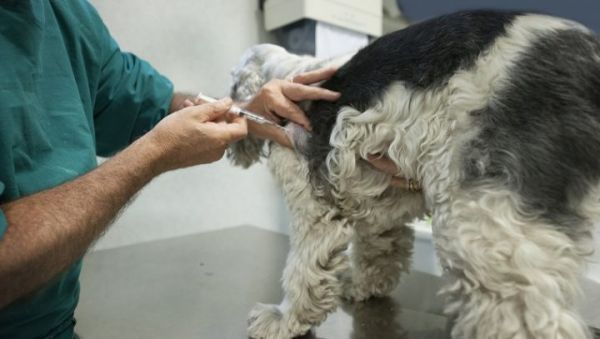 basal-cell-carcinoma-tumor-dogs-3-720x407.jpg