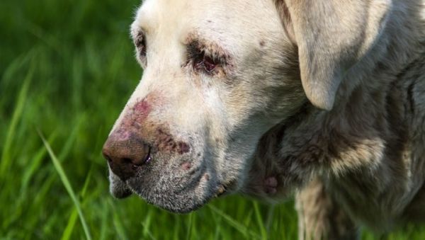 basal-cell-carcinoma-tumor-dogs-2-720x407.jpg
