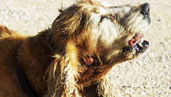 basal-cell-carcinoma-tumor-dogs-1-720x407.jpg