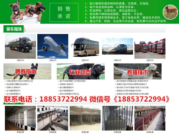 江西省新余市宠物市场在哪