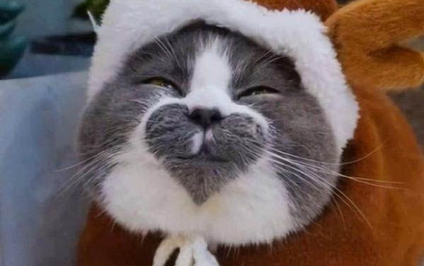 宠物医院治疗猫咪耳螨费用