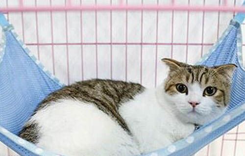 宠物医院治疗猫咪耳螨费用