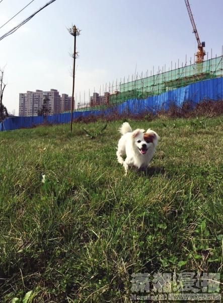 被机场工作人员击毙的小狗。受访者供图