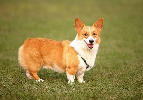 柯基犬