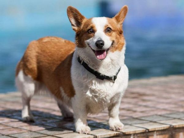 柯基犬