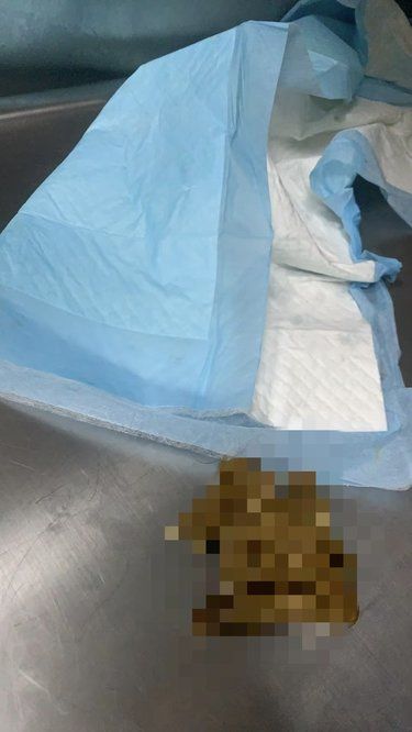 狗狗长期软便的原因找到了！