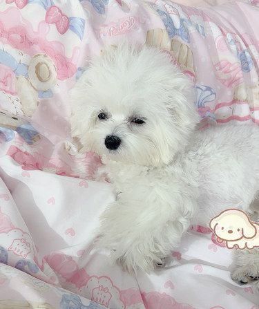 狗狗不舒服的日子？