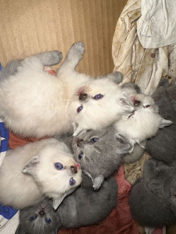 蓝猫，重点色英短