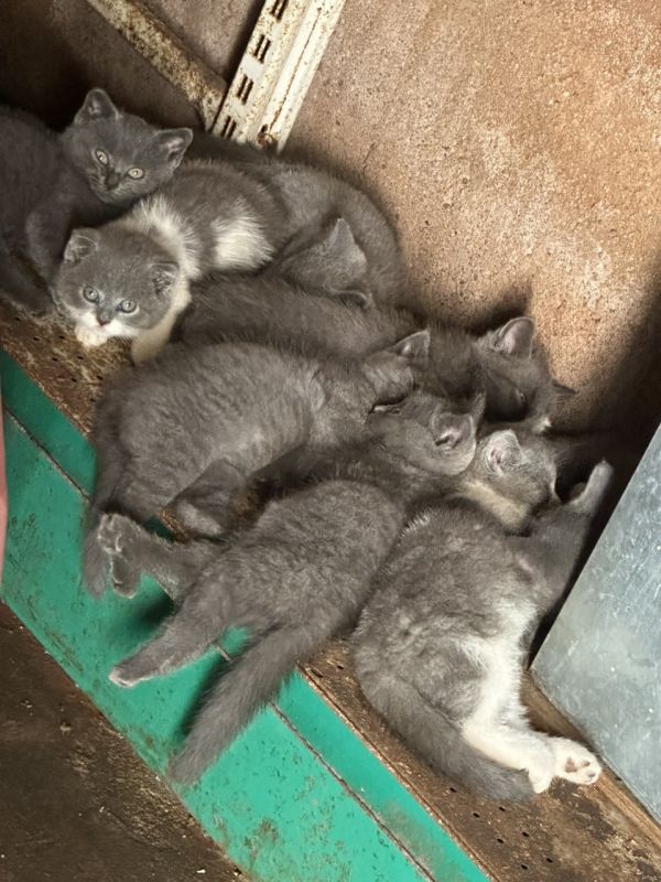 蓝猫