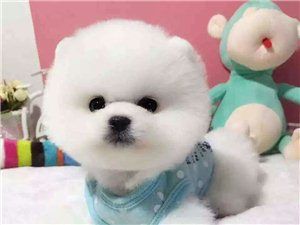 北京哪卖博美幼犬哈多利球体博美包健康包血统多