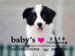 纯种七白到位边境牧羊犬边牧幼犬疫苗驱虫已做包健康