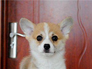 北京哪卖柯基幼犬纯种柯基犬高品质柯基犬保健康