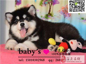 北京哪里卖纯种阿拉斯加犬巨型阿拉斯加做齐疫苗