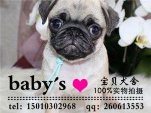 鹰嘴巴哥特价出售全国包运巴哥好养吗