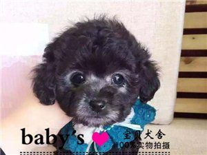 直销纯种双血统灰泰迪棕色白色茶杯体包健康
