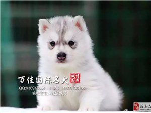 纯种哈士奇犬价格北京哪卖哈士奇犬疫苗驱虫已做完