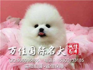 北京本地出售高品质博美犬家养纯种博美纯种博美多