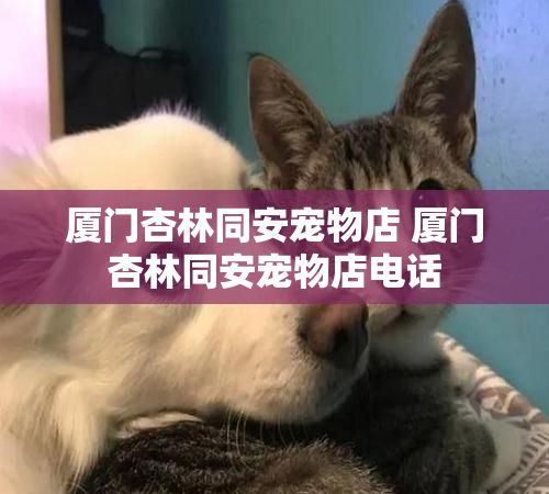 厦门杏林同安宠物店 厦门杏林同安宠物店电话