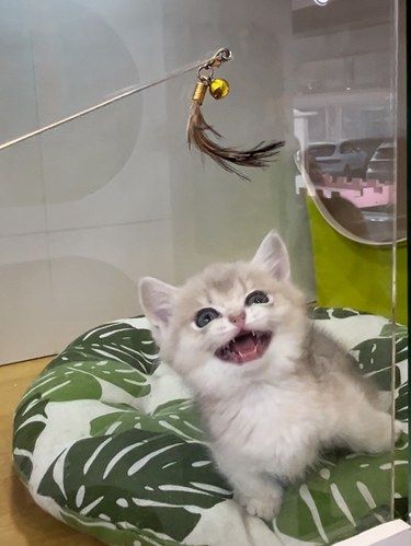 喵星人聚集地，桂林路赛级猫舍