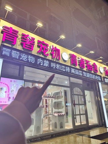 在桂林路Get了人生中第一只猫猫
