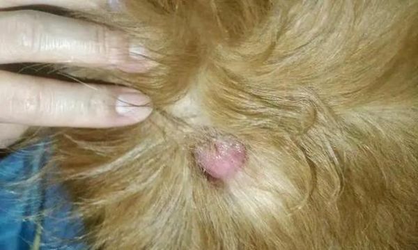 狗狗长了很多肿块（宠物犬常见的肿块类型及风险等级）