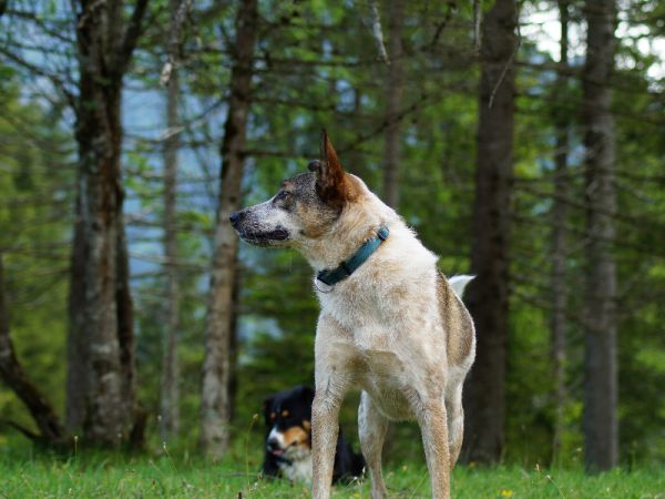 小型犬的智能宠物项圈：宠物管理小程序，宠物寻找的新技巧