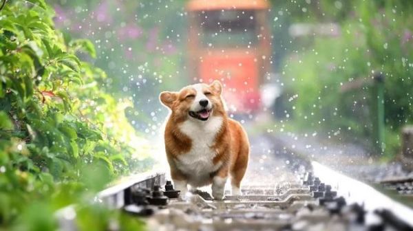 宠物运输有多难？看完这条就懂了｜罗新国际物流-有驾