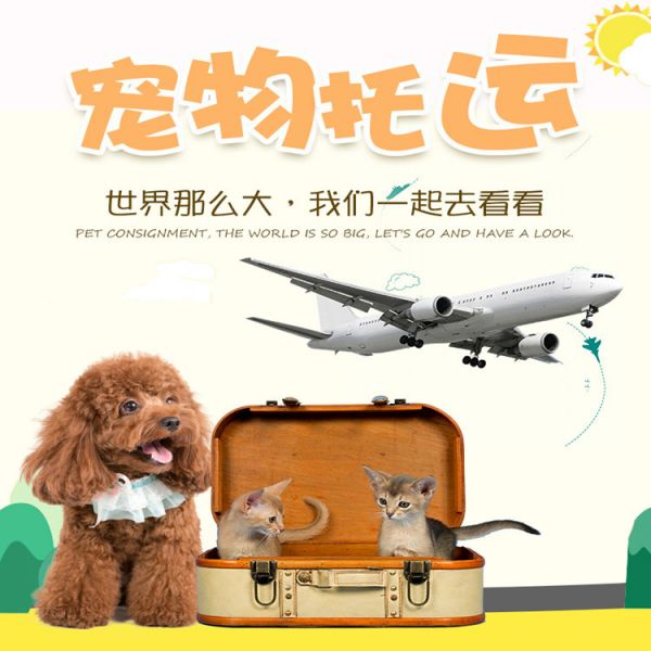 揭阳寄托运上门接宠