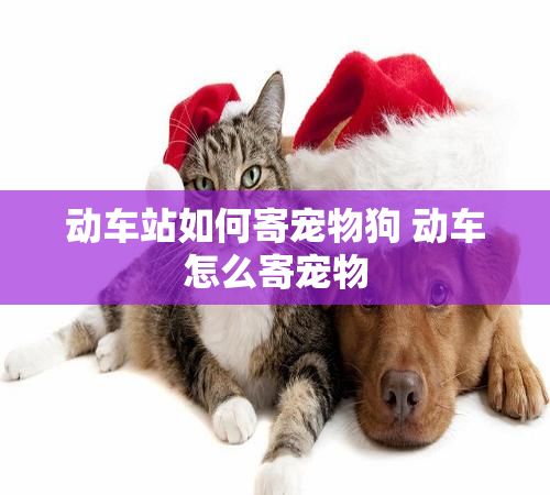 动车站如何寄宠物狗 动车怎么寄宠物