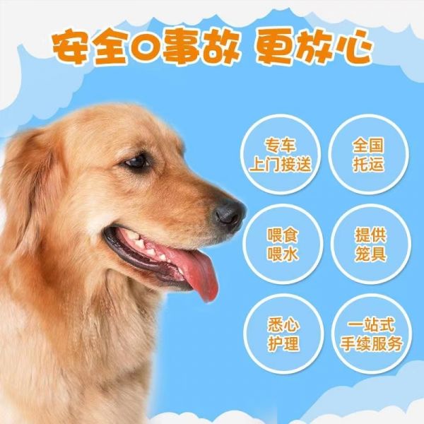 安岳寄托运上门接宠