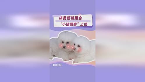 买床品可以给我送这样可爱的小狗吗~