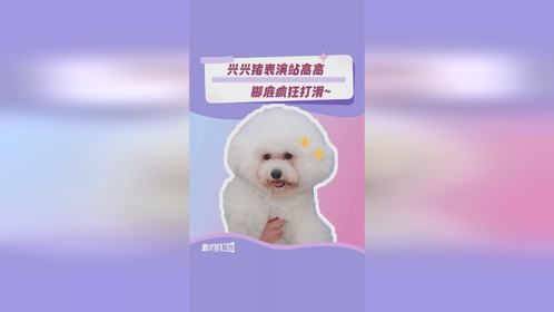 好久不见兴兴猪了捏~