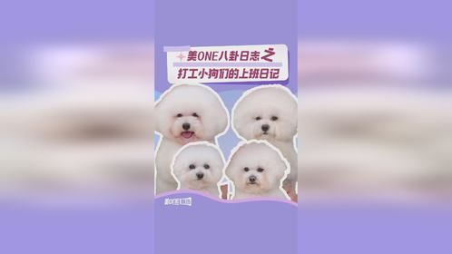 随机抓四位小狗上班咯！