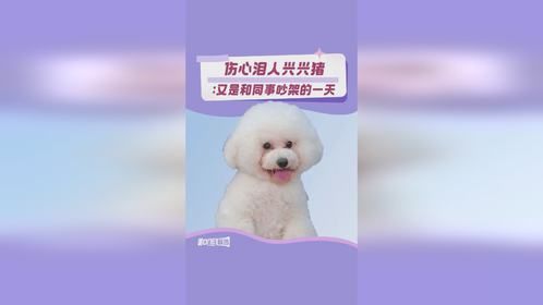 今天的兴兴是只凶狗耶~