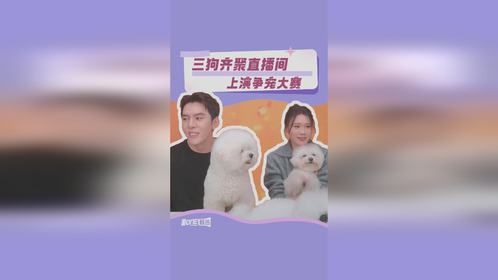 三狗争宠 谁能拔得头筹？