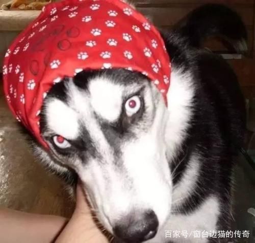宠物界的泥石流，主人的“大宝贝”