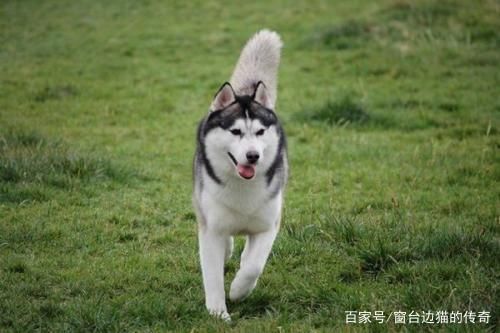 宠物界的泥石流，主人的“大宝贝”