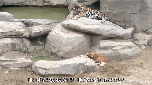 金毛养大五只老虎，成为后台最硬的狗！