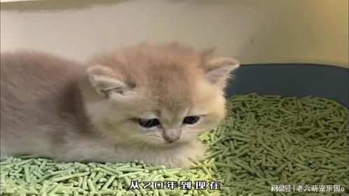 全网第一智障猫培育基地，四年繁育了五代，一代比一代傻！