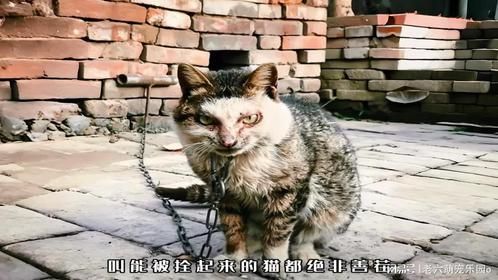 能被栓住的猫绝非善茬，不信你看这只拖着煤气罐的猫！