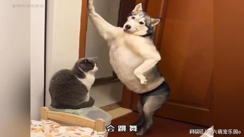 全网最神的哈士奇！会蹬三轮车，会撩妹！