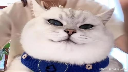人机小猫芬儿头直播上演“秦海璐”大战邪恶银渐层！