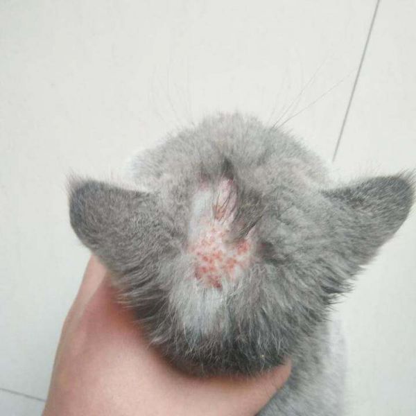 关于猫咪的皮肤病，分享一篇图文小科普