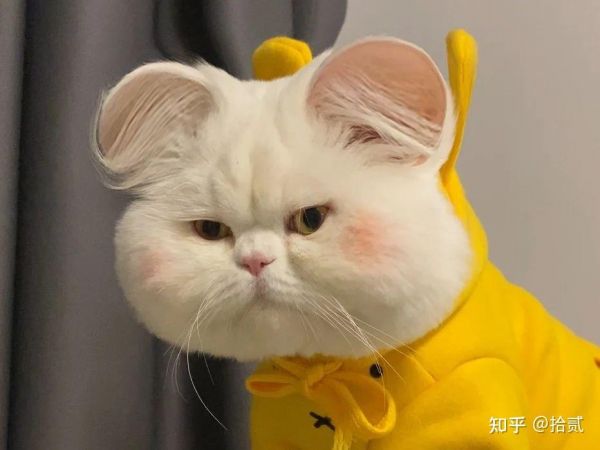 喵喵直播：探索最新宠物直播趋势，萌宠云集的在线天地