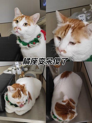 喵咪的心情日记