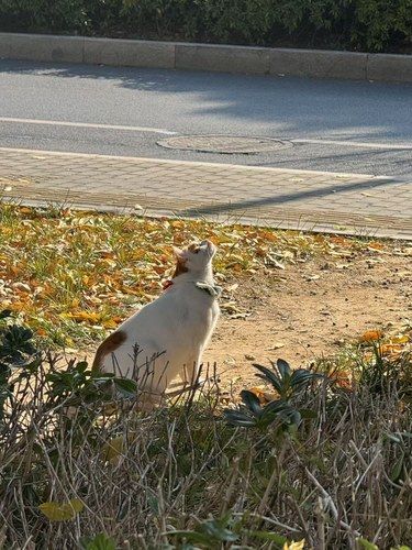 享受午后安然悠闲时光的小胖猫