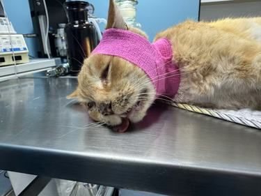 就算是流浪猫也…